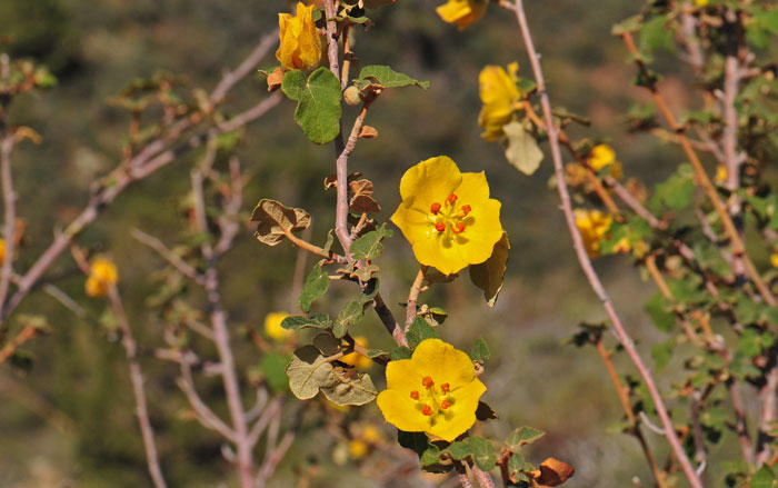 Fremontodendron californicum, California Flannelbush